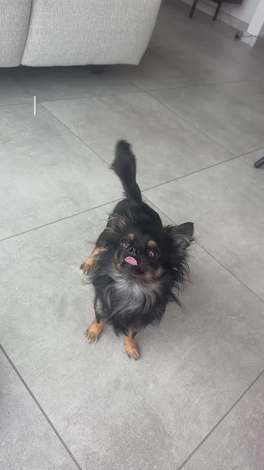 The Veggizoo  Dog Toy Garden Box (5 Toys)